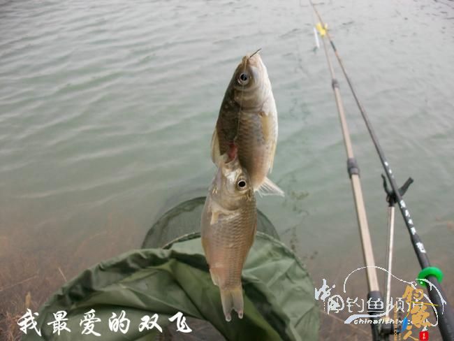 一荤一素搭配好 初春鱼儿吃得欢