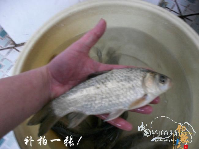 一荤一素搭配好 初春鱼儿吃得欢