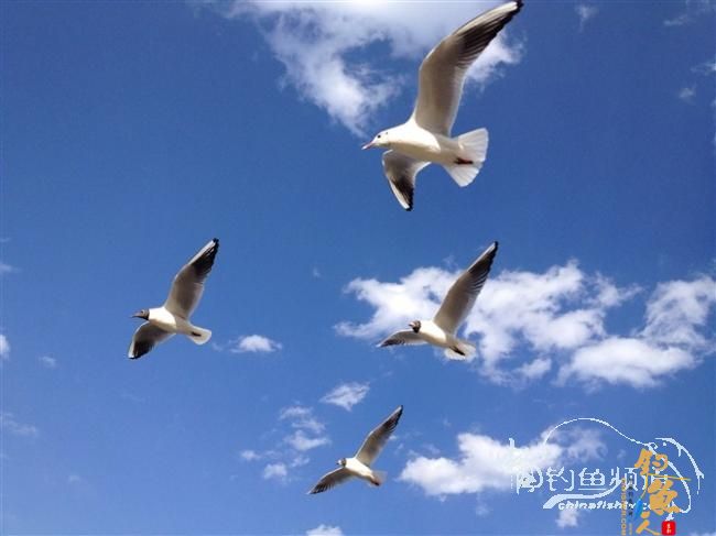 春天终于到了,鱼开口了,但是更郁闷了