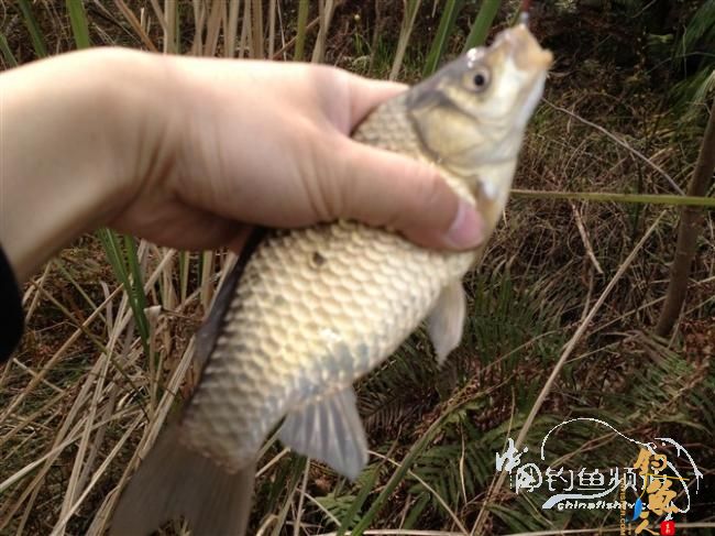 春天终于到了,鱼开口了,但是更郁闷了