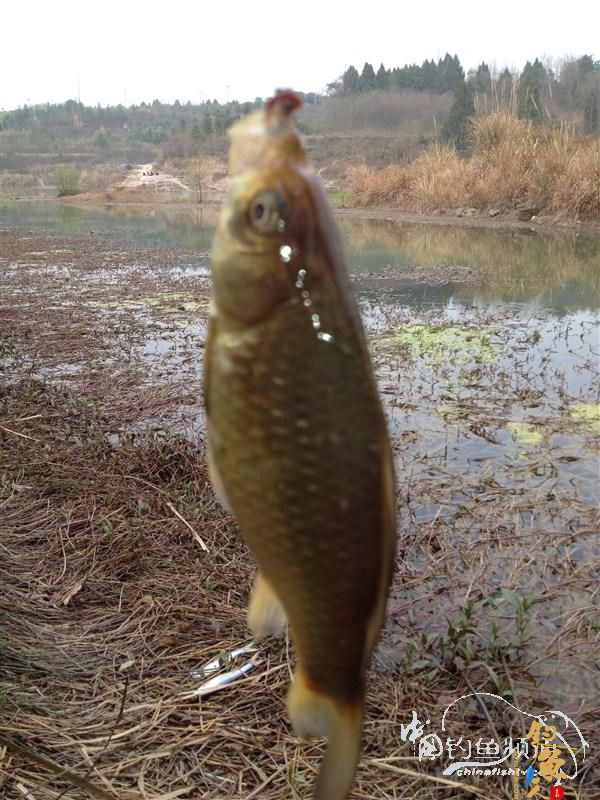 春天终于到了,鱼开口了,但是更郁闷了