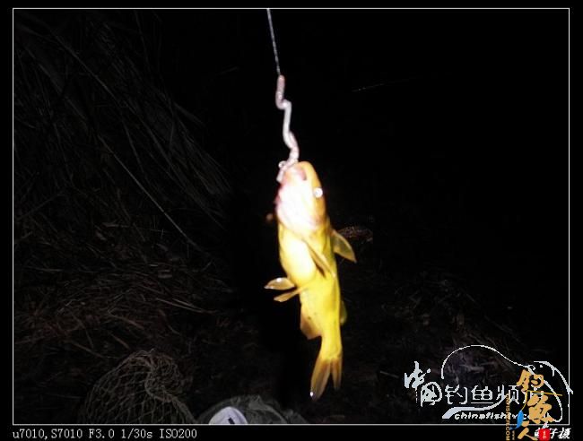 收礼（鲤）不成被扫黄