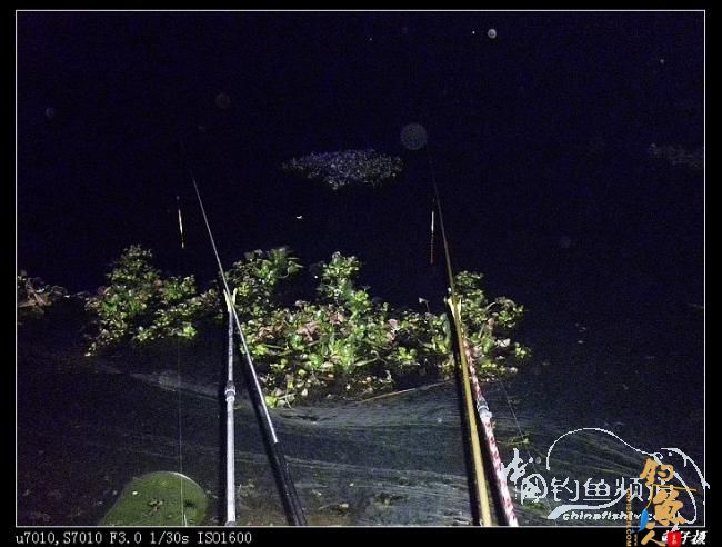 收礼（鲤）不成被扫黄