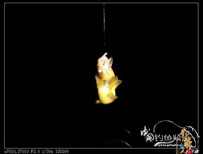 收礼（鲤）不成被扫黄