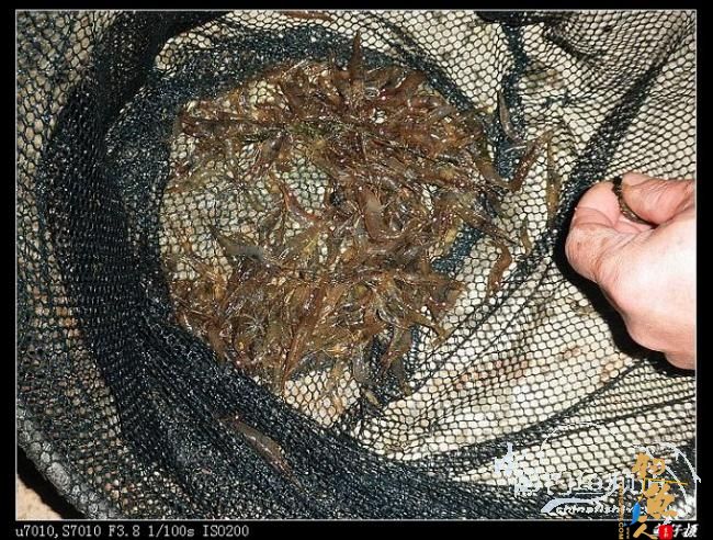 收礼（鲤）不成被扫黄