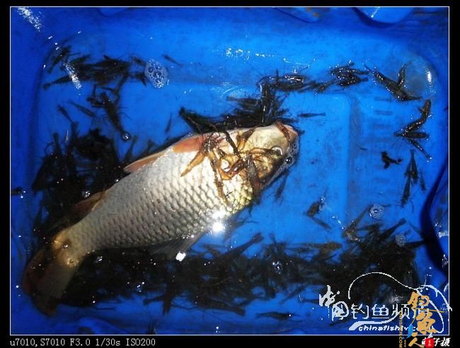 收礼（鲤）不成被扫黄