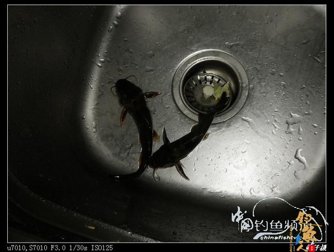 收礼（鲤）不成被扫黄