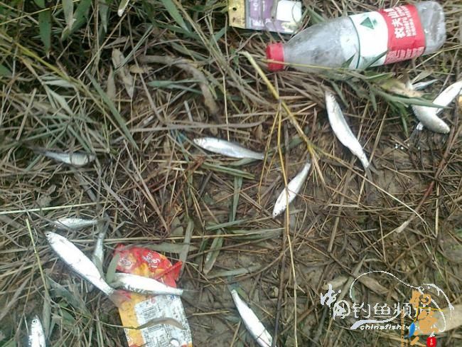 在那希望的田野上,今日钓鱼