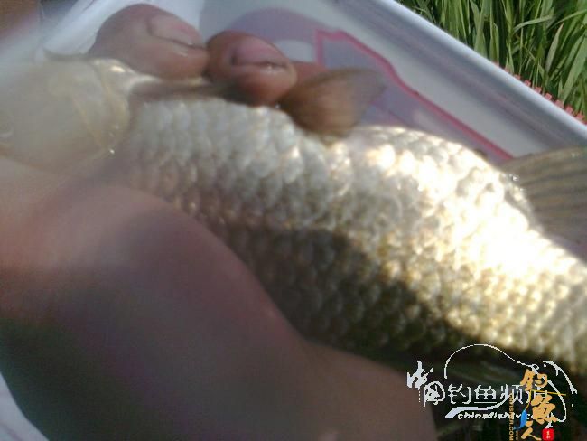 在那希望的田野上,今日钓鱼