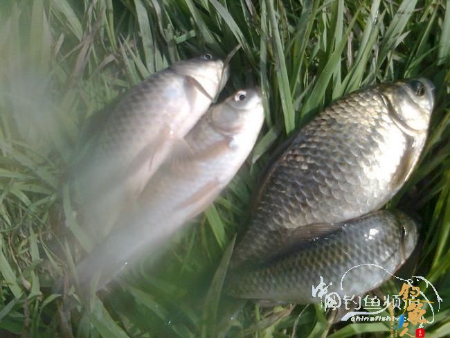 在那希望的田野上,今日钓鱼