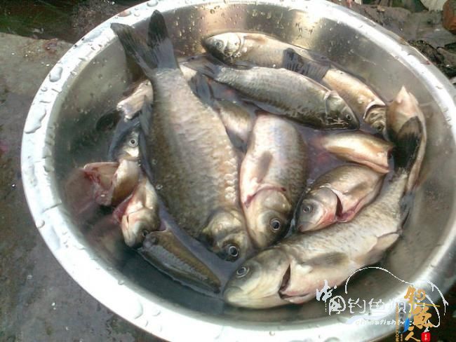 在那希望的田野上,今日钓鱼