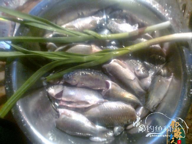 在那希望的田野上，今日钓鱼