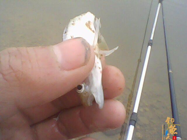 那谁，看今天我上了根鲫鱼