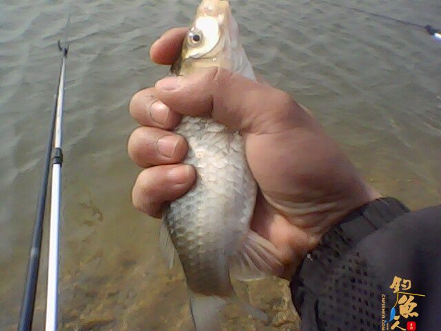 那谁，看今天我上了根鲫鱼