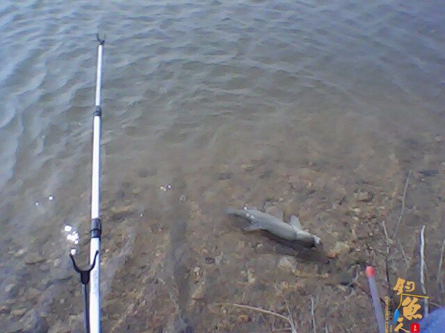 那谁，看今天我上了根鲫鱼