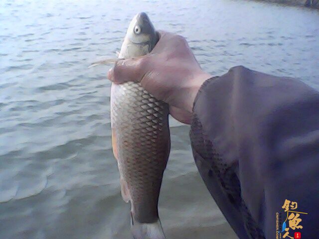 那谁，看今天我上了根鲫鱼