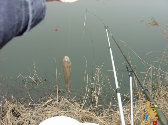 钓鱼日记：再战小水沟儿