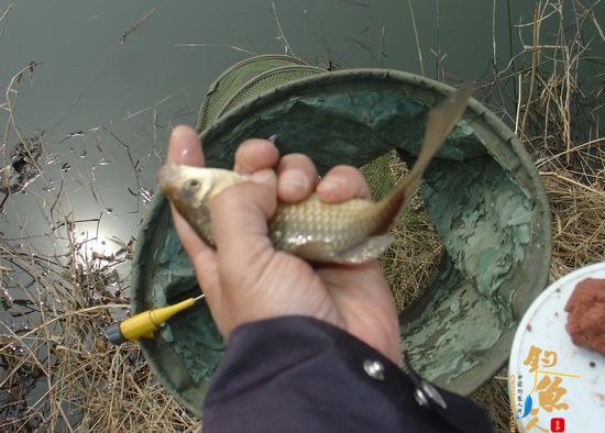 钓鱼日记：再战小水沟儿