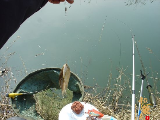 钓鱼日记：再战小水沟儿