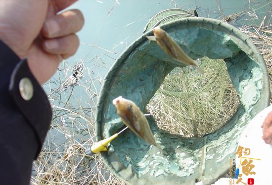 钓鱼日记：再战小水沟儿