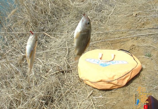 钓鱼日记：再战小水沟儿