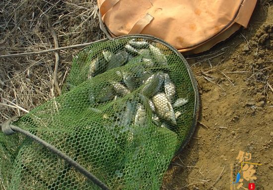 钓鱼日记：再战小水沟儿