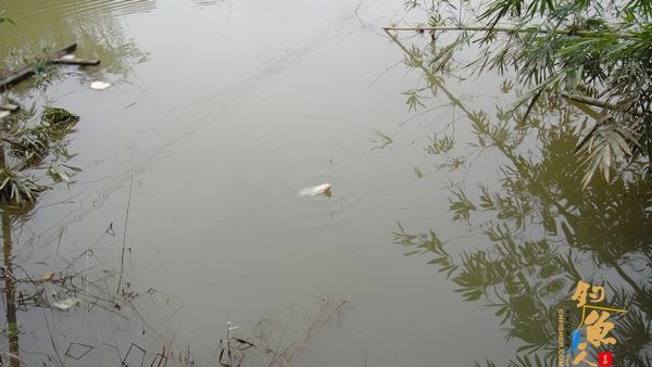 牧鱼 ?被鱼戏一回