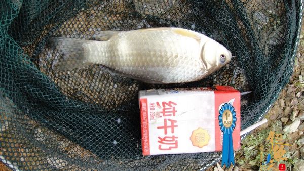 牧鱼 ?被鱼戏一回