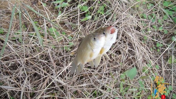 牧鱼 ?被鱼戏一回