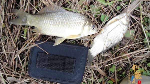 牧鱼 ?被鱼戏一回