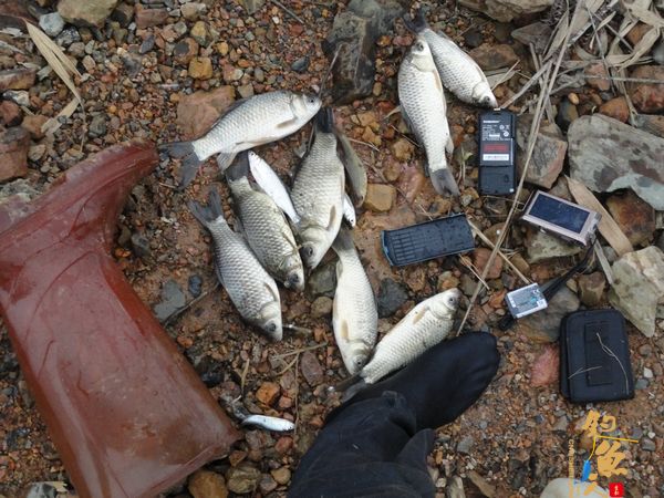 牧鱼 ?被鱼戏一回