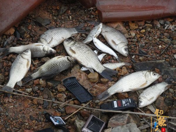 牧鱼 ?被鱼戏一回