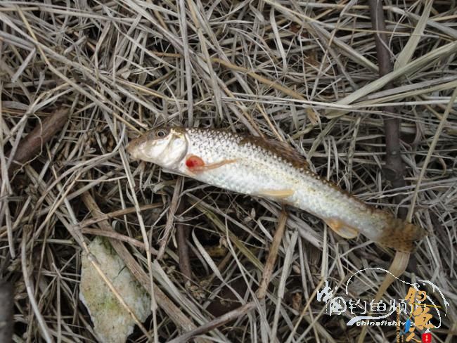 龙年第一次手竿钓鱼 图