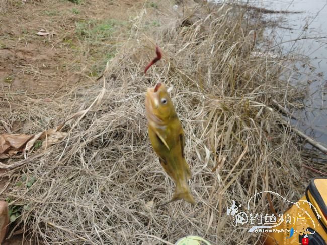 龙年第一次手竿钓鱼 图