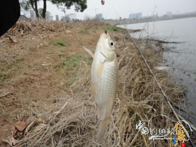 龙年第一次手竿钓鱼 图