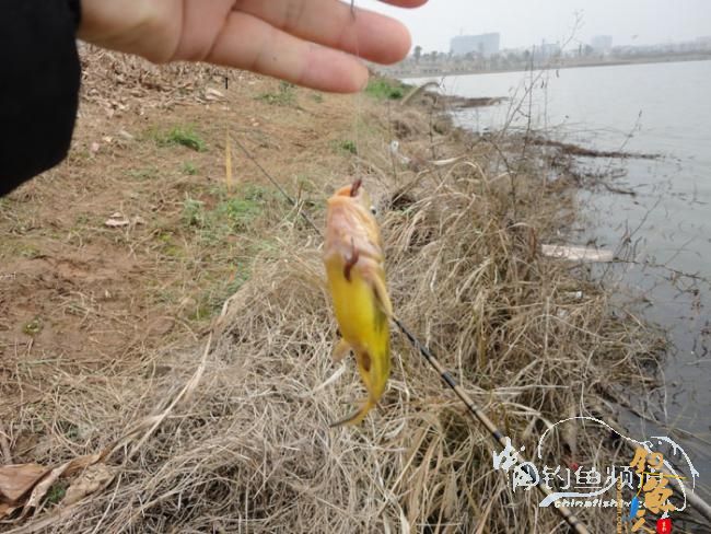 龙年第一次手竿钓鱼 图