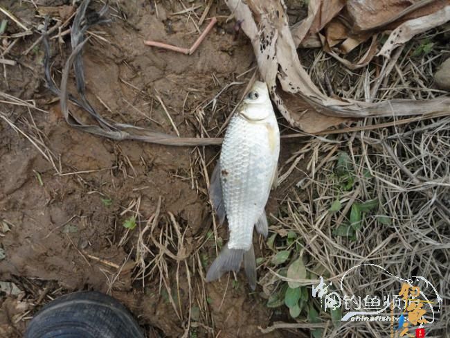 龙年第一次手竿钓鱼 图