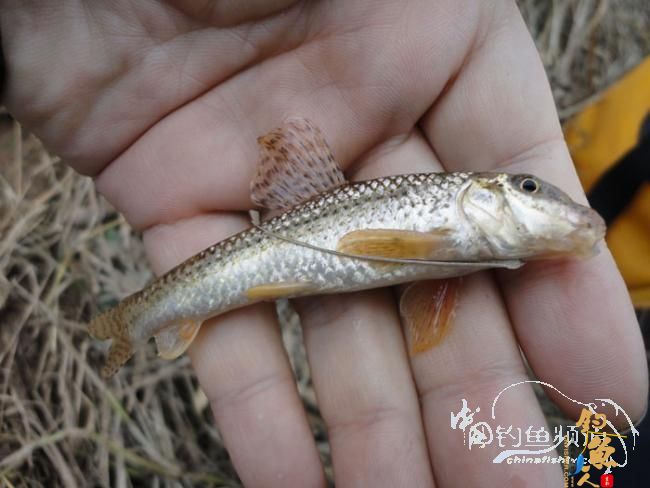 龙年第一次手竿钓鱼 图