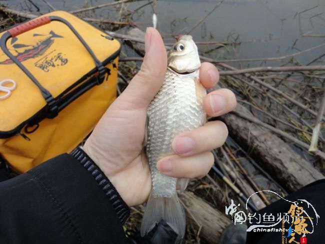 龙年第一次手竿钓鱼 图