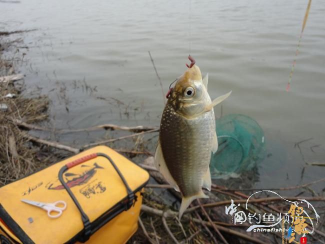 龙年第一次手竿钓鱼 图