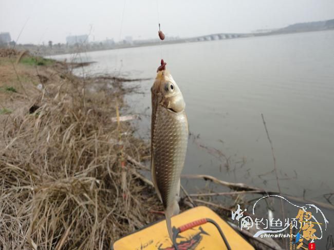 龙年第一次手竿钓鱼 图