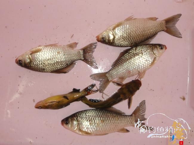 龙年第一次手竿钓鱼 图