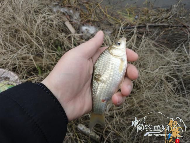 龙年第一次手竿钓鱼 图