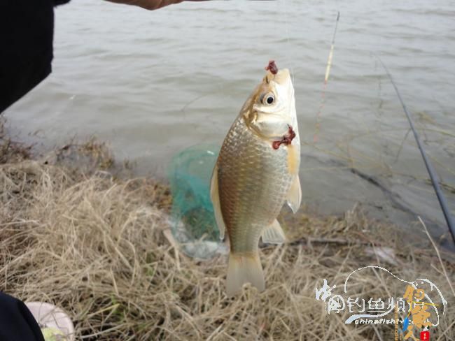 龙年第一次手竿钓鱼 图