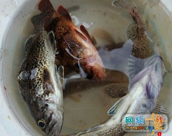 去年秋天大连海边组织的