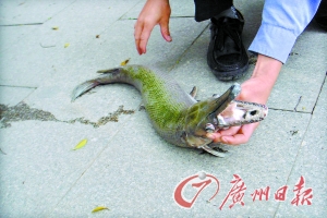 长着鳄鱼嘴 皮硬背有青苔 怪鱼