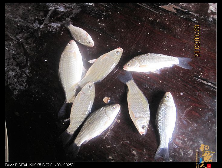 钓鱼日记七之大风归来