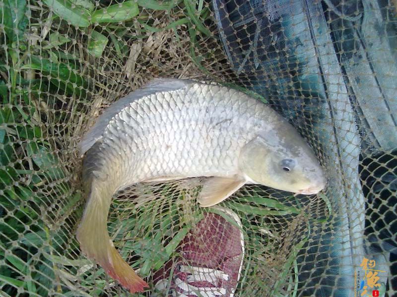 3-22 首战北街水闸钩得大鲤