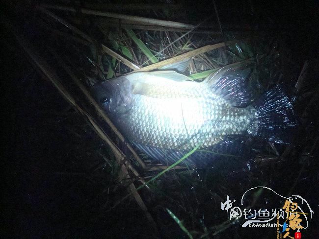 两踏幽潭觅非踪 清剿战况各不同（上篇）