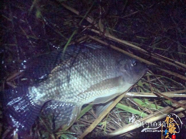 两踏幽潭觅非踪 清剿战况各不同（上篇）